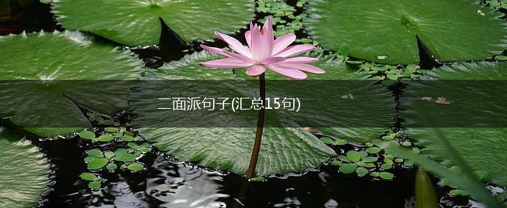 二面派句子(汇总15句),第1张