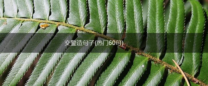 交警造句子(热门60句),第1张