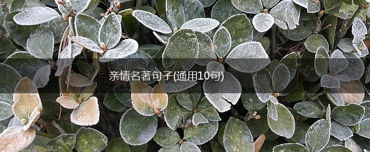 亲情名著句子(通用10句),第1张