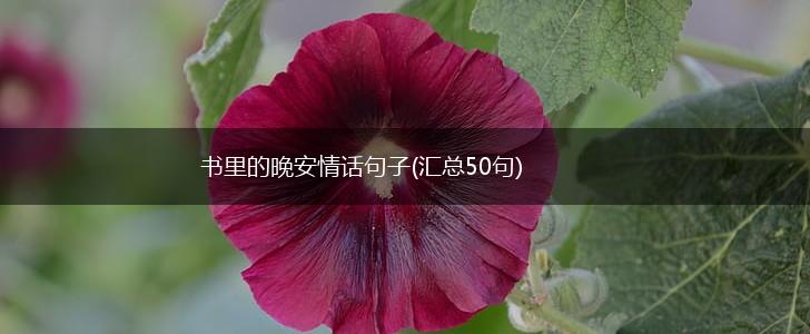 书里的晚安情话句子(汇总50句),第1张