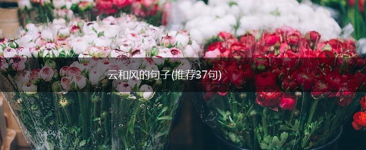 云和风的句子(推荐37句),第1张