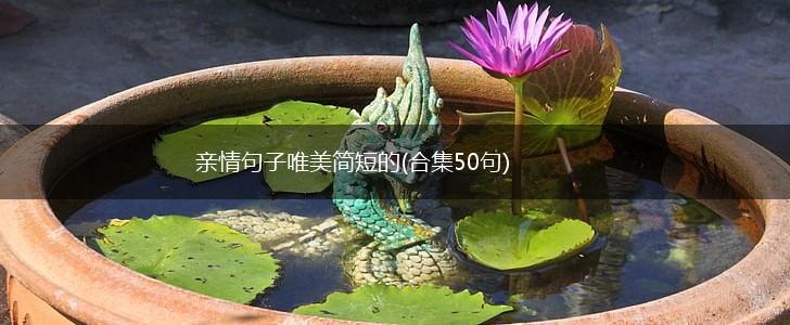 亲情句子唯美简短的(合集50句),第1张