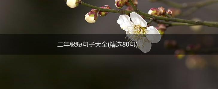 二年级短句子大全(精选80句),第1张