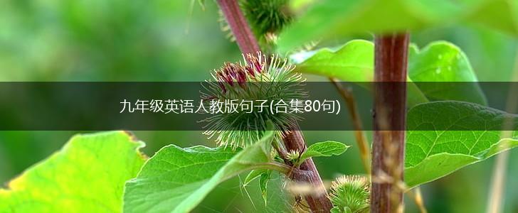 九年级英语人教版句子(合集80句),第1张