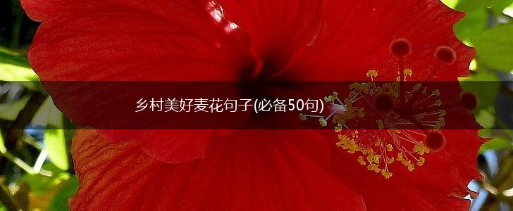 乡村美好麦花句子(必备50句),第1张