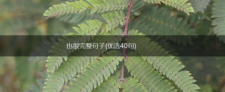 也很完整句子(优选40句),第1张