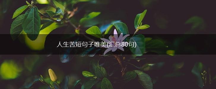 人生苦短句子唯美(汇总80句),第1张