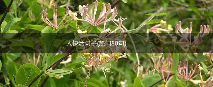 人快活句子(热门80句),第1张
