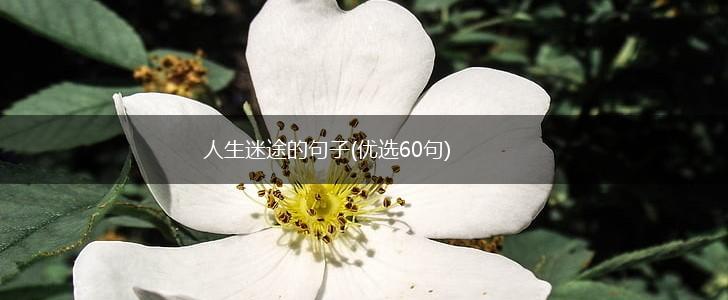 人生迷途的句子(优选60句),第1张