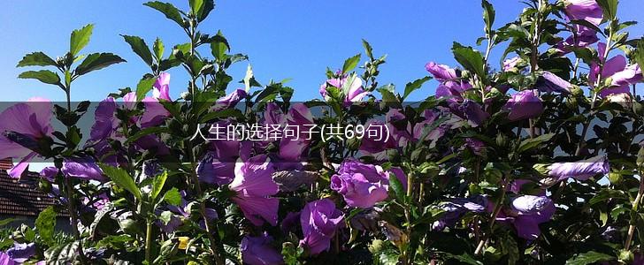 人生的选择句子(共69句),第1张