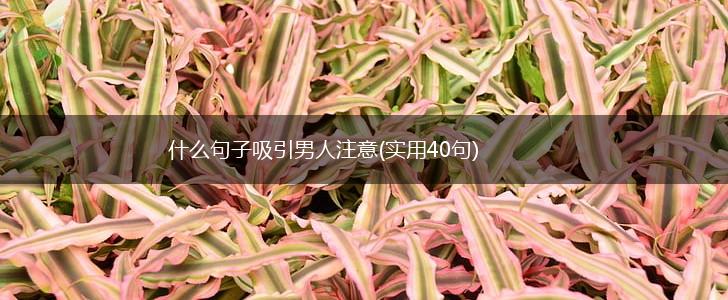 什么句子吸引男人注意(实用40句),第1张