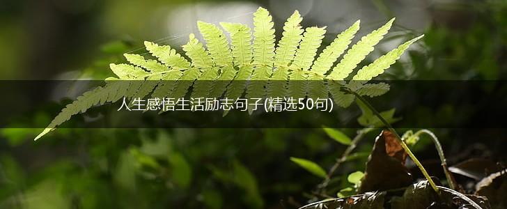 人生感悟生活励志句子(精选50句),第1张