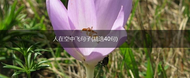 人在空中飞句子(精选40句),第1张