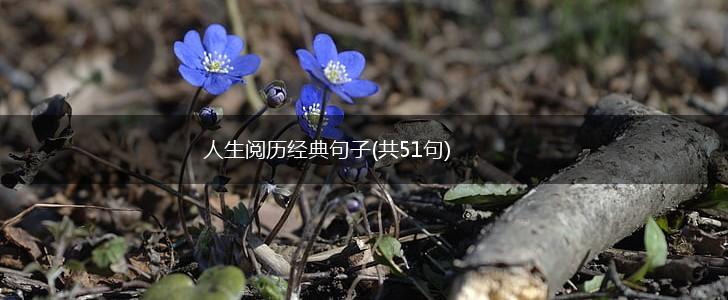 人生阅历经典句子(共51句),第1张