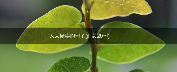 人太懂事的句子(汇总20句),第1张
