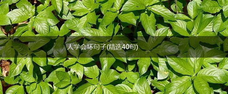 人学会坏句子(精选40句),第1张