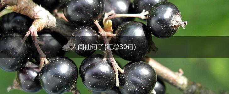 人间仙句子(汇总30句),第1张