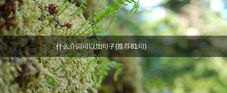 什么介词可以加句子(推荐81句),第1张