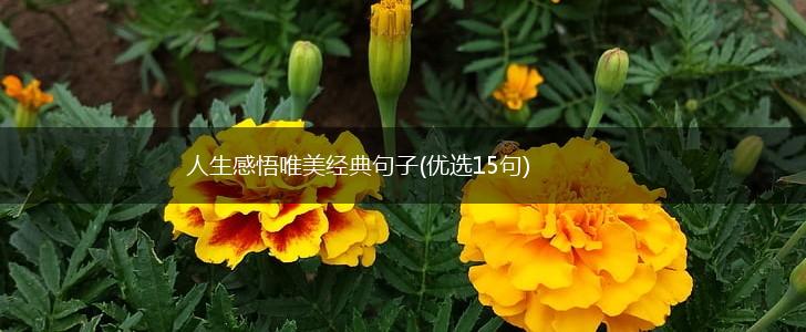 人生感悟唯美经典句子(优选15句),第1张