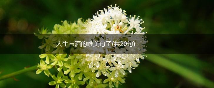 人生与酒的唯美句子(共20句),第1张
