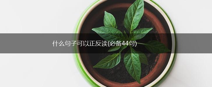 什么句子可以正反读(必备44句),第1张