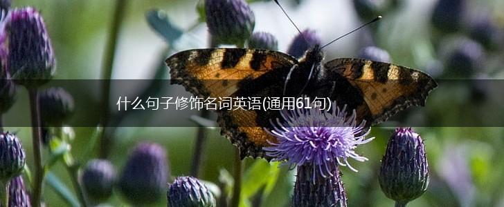 什么句子修饰名词英语(通用61句),第1张