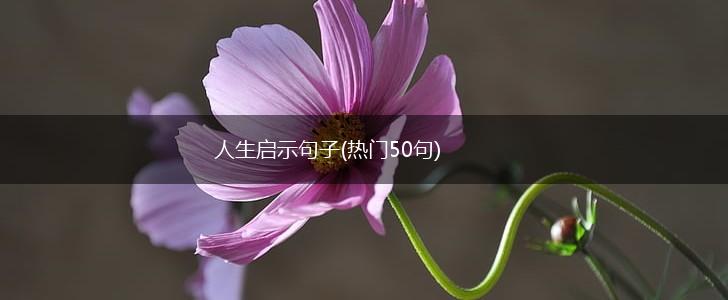 人生启示句子(热门50句),第1张