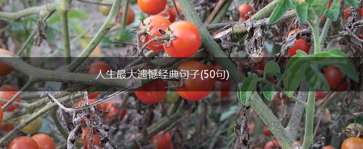 人生最大遗憾经典句子(50句),第1张