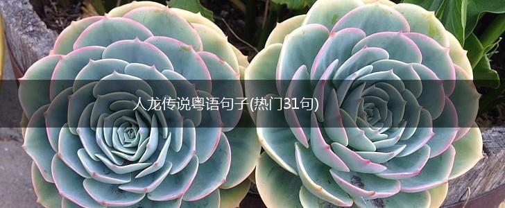 人龙传说粤语句子(热门31句),第1张