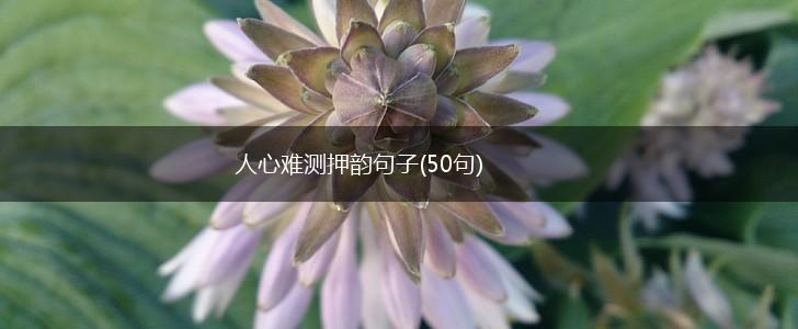 人心难测押韵句子(50句),第1张
