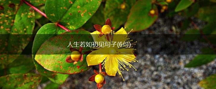 人生若如初见句子(6句),第1张