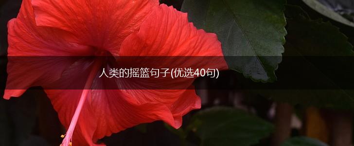 人类的摇篮句子(优选40句),第1张