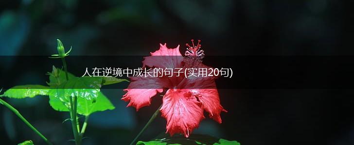 人在逆境中成长的句子(实用20句),第1张