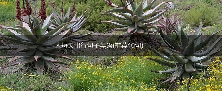 人每天出行句子英语(推荐40句),第1张