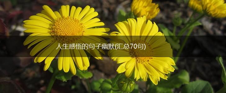 人生感悟的句子幽默(汇总70句),第1张