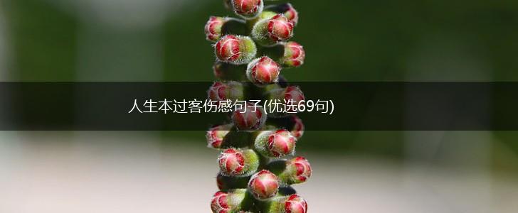 人生本过客伤感句子(优选69句),第1张