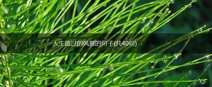人生路过的风景的句子(共40句),第1张