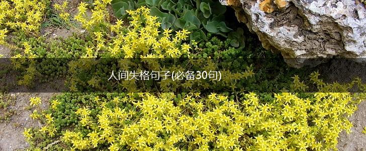 人间失格句子(必备30句),第1张