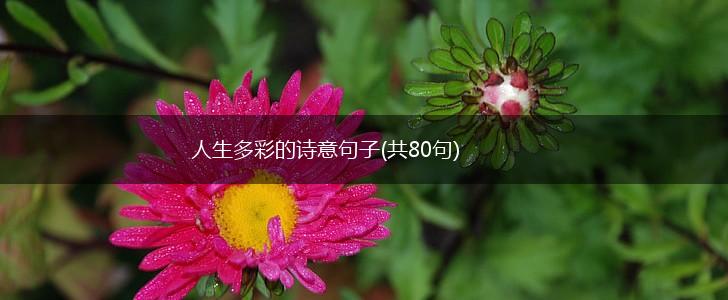人生多彩的诗意句子(共80句),第1张