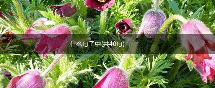 什么句子中(共40句),第1张