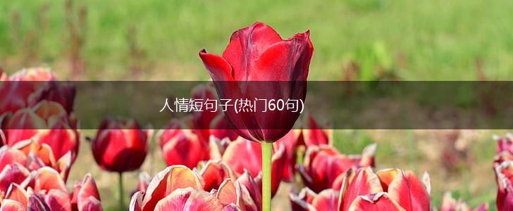 人情短句子(热门60句),第1张