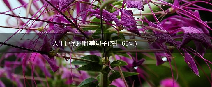 人生磨练的唯美句子(热门60句),第1张