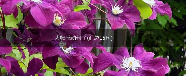 人帐感动句子(汇总15句),第1张