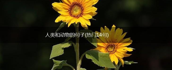 人类和动物的句子(热门14句),第1张