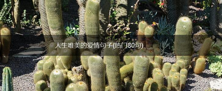 人生唯美的爱情句子(热门80句),第1张