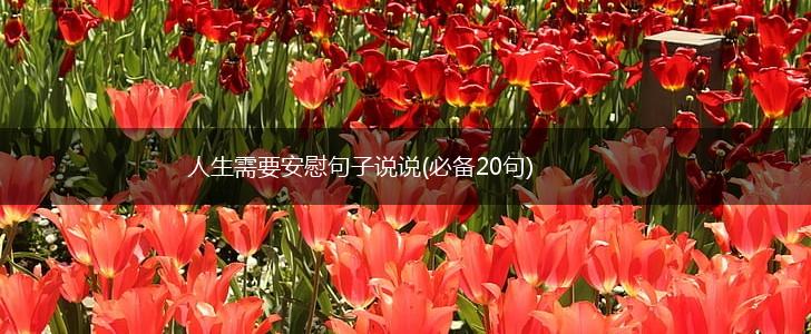 人生需要安慰句子说说(必备20句),第1张