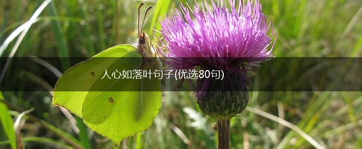 人心如落叶句子(优选80句),第1张