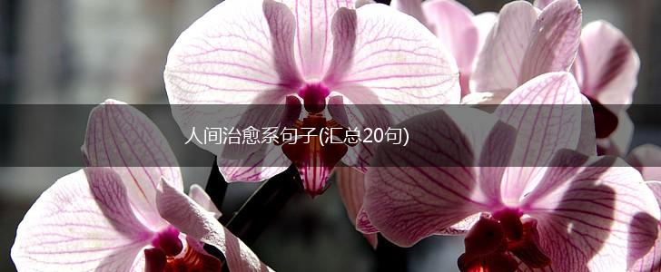 人间治愈系句子(汇总20句),第1张