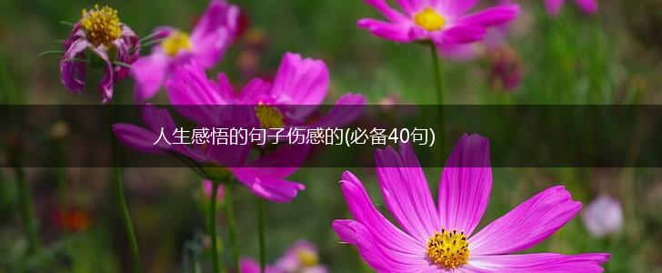 人生感悟的句子伤感的(必备40句),第1张