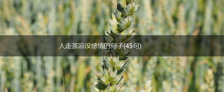 人走茶凉没感情的句子(45句),第1张